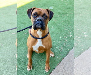 Boxer Dogs for adoption in Dumont, NJ, USA