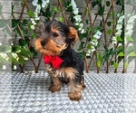 Small #2 Yorkshire Terrier