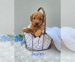 Puppy Jaylen Goldendoodle (Miniature)