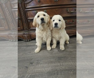 Golden Retriever Puppy for sale in ELVERTA, CA, USA