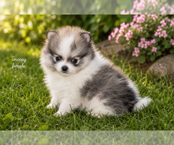 Medium Photo #4 Pomeranian Puppy For Sale in CLARE, MI, USA