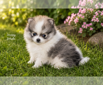 Small Photo #4 Pomeranian Puppy For Sale in CLARE, MI, USA