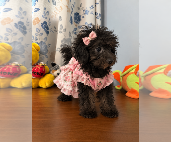 Medium Photo #15 Yorkipoo Puppy For Sale in DURHAM, CT, USA