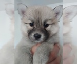 Small Photo #38 Pomsky Puppy For Sale in LOVELAND, CO, USA