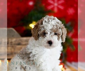 Poodle (Miniature) Puppy for sale in MILL HALL, PA, USA