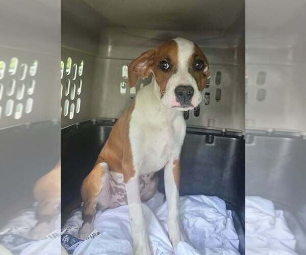 Medium Photo #1 Boxer-Unknown Mix Puppy For Sale in Aurora, IN, USA