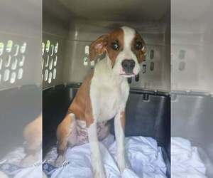 Boxer-Unknown Mix Dogs for adoption in Aurora, IN, USA