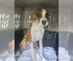 Sibbies : Bruce - Male Boxer-Unknown Mix Dog for Adoption - Small photo