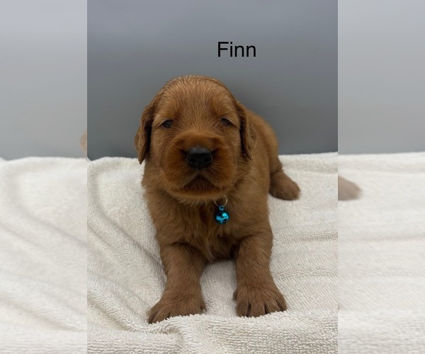 Medium Photo #4 Golden Retriever Puppy For Sale in FREDERICKSBG, OH, USA