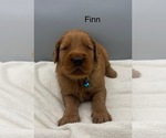 Small #3 Golden Retriever