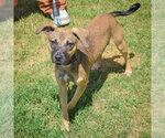 Small #3 Italian Greyhound-Jack Russell Terrier Mix