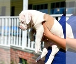 Small #4 American Bully