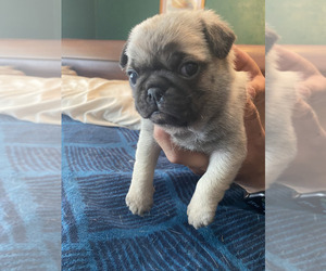 Pug Puppy for sale in ABERDEEN, WA, USA