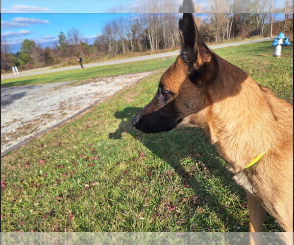 Medium Photo #6 Mutt Puppy For Sale in Stevens Point, WI, USA