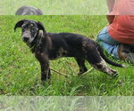 Small #2 Catahoula Leopard Dog-Labrador Retriever Mix