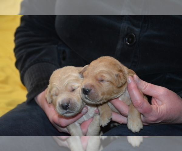 Medium Photo #18 Golden Retriever Puppy For Sale in POULSBO, WA, USA
