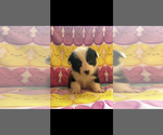 Small #2 Pembroke Welsh Corgi