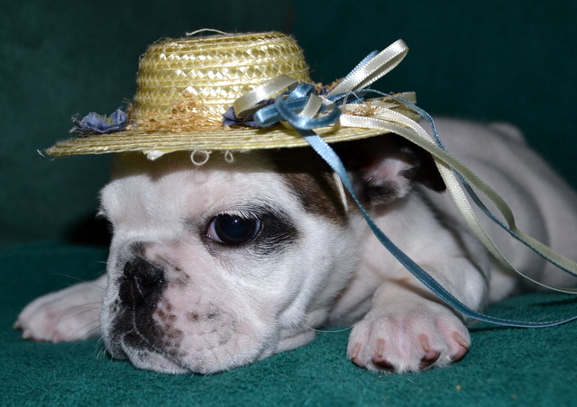 Medium Photo #1 English Bulldog Puppy For Sale in GREENWOOD, MO, USA
