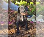 Small Photo #3 Great Dane Puppy For Sale in CUEVAS, MS, USA