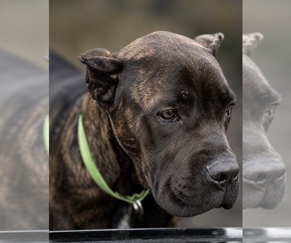 Medium Photo #4 Cane Corso Puppy For Sale in ANDERSON, IN, USA