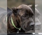 Small #3 Cane Corso