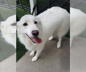 Great Pyrenees Dogs for adoption in Houston, TX, USA