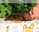 Small #3 ShihPoo