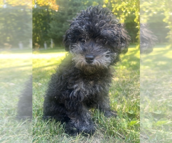 Medium Photo #7 Poodle (Miniature) Puppy For Sale in DURHAM, CT, USA