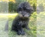 Small #6 Poodle (Miniature)