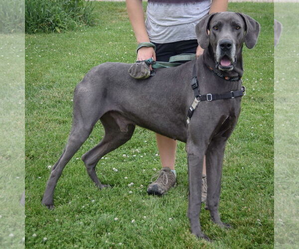 Medium Photo #2 Great Dane Puppy For Sale in Huntley, IL, USA