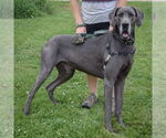 Small #1 Great Dane