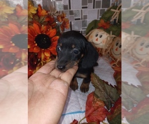 Dachshund Puppy for sale in MBORO, TN, USA