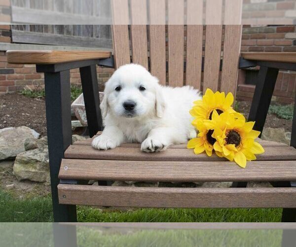 Medium Photo #2 English Cream Golden Retriever Puppy For Sale in FRESNO, OH, USA
