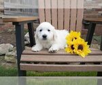 Small Photo #2 English Cream Golden Retriever Puppy For Sale in FRESNO, OH, USA