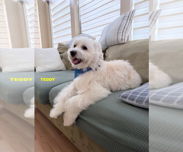 Medium Photo #4 Coton de Tulear-Unknown Mix Puppy For Sale in Woodland Hills, CA, USA
