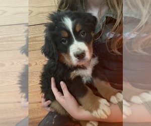 Medium Bernese Mountain Dog