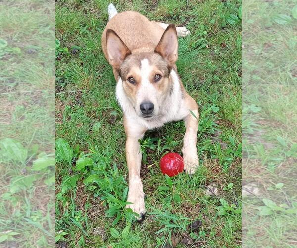 Medium Photo #2 - Mix Puppy For Sale in Cabool, MO, USA