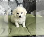 Small Photo #5 Poodle (Toy) Puppy For Sale in BOWLING GREEN, KY, USA