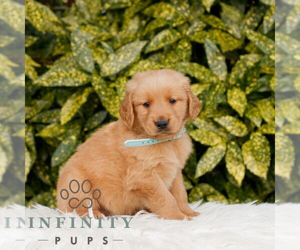 Medium Photo #3 Golden Retriever Puppy For Sale in NEW HOLLAND, PA, USA