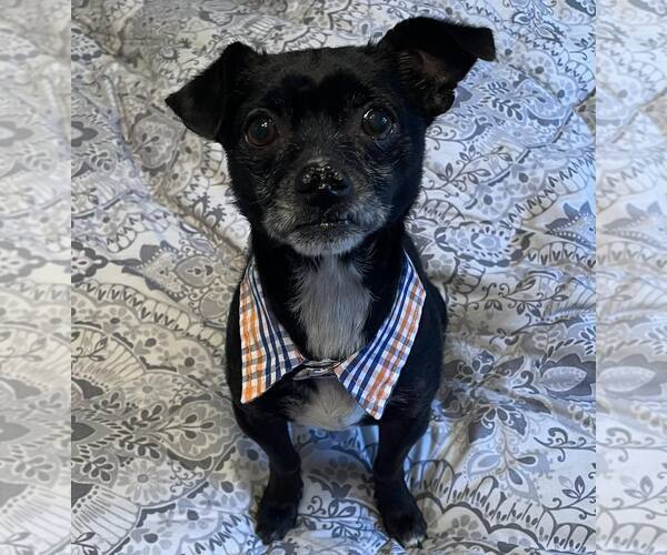 Medium Photo #1 Chihuahua-Unknown Mix Puppy For Sale in Rochester, NY, USA