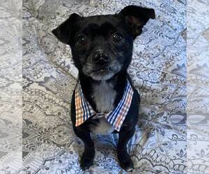 Medium Chihuahua Mix