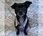 Small Chihuahua Mix