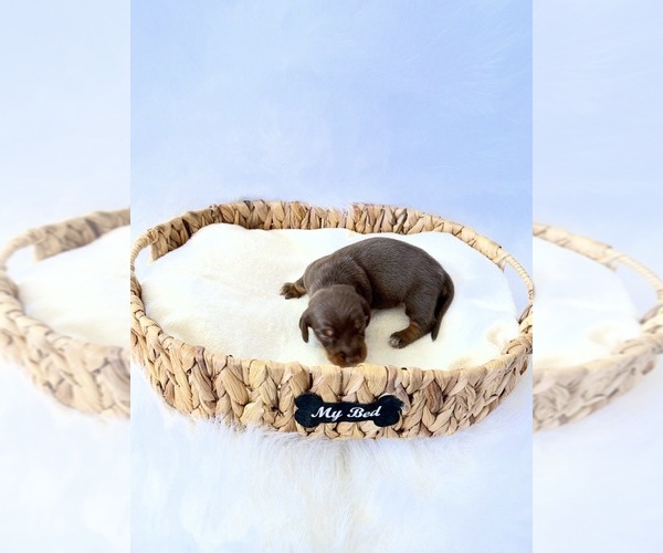 Medium Photo #3 Dachshund Puppy For Sale in DAVIS, CA, USA