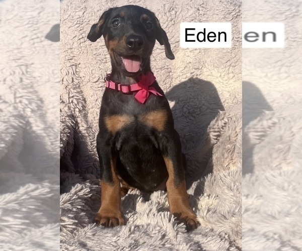 Medium Photo #2 Doberman Pinscher Puppy For Sale in POMEROY, OH, USA