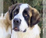 Small Saint Bernard