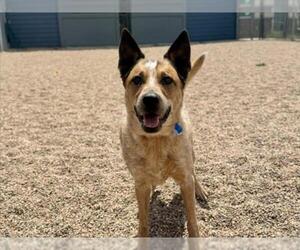 Mutt Dogs for adoption in Fort Collins, CO, USA