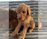 Small Photo #3 Poodle (Standard) Puppy For Sale in MURRAYVILLE, GA, USA