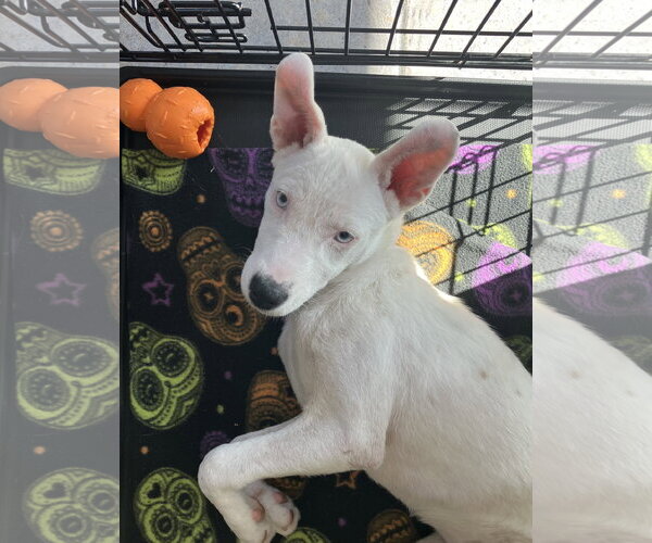 Medium Photo #3 Mutt Puppy For Sale in Davis, CA, USA