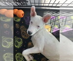 Small #2 Mutt