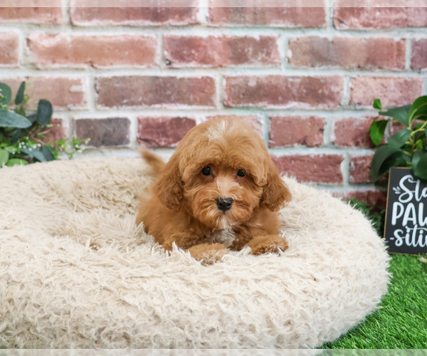 Medium Photo #24 Cavapoo (Miniature) Puppy For Sale in SYRACUSE, IN, USA